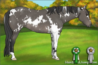 Horse Color:White Spotted Black Rabicano 