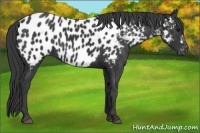 Horse Color:Black Near Leopard  Brindle