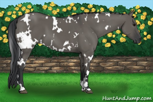 Horse Color: White Spotted Grullo 