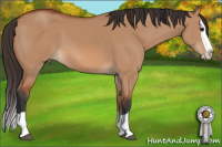 Horse Color:Bay Dun Splash 