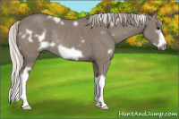 Horse Color:White Spotted Silver Grullo Splash Frame Rabicano 