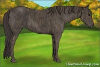 Horse Color:Smoky Black  Brindle