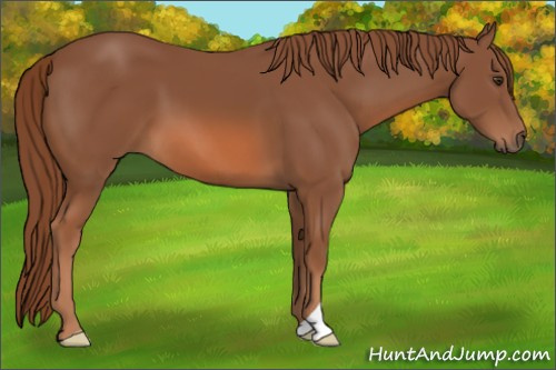Horse Color: Chestnut 