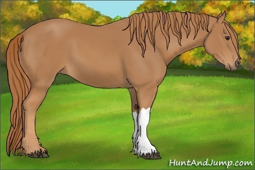 Horse Color: Chestnut 