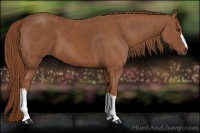 Horse Color:Chestnut Brindle