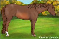Horse Color:Liver Chestnut 