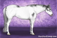 Horse Color:White Spotted Black Splash Frame 