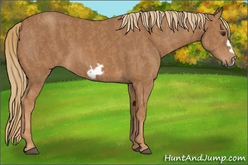 Horse Color: Chestnut Frame  Brindle