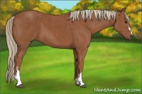 Horse Color:Chestnut  Brindle