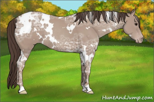 Horse Color: White Spotted Classic Champagne Ice Rabicano 