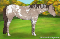 Horse Color:White Spotted Classic Champagne Ice Rabicano 