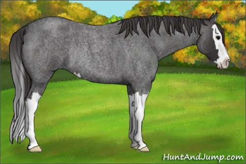 Horse Color: Smoky Blue Roan Splash Rabicano 