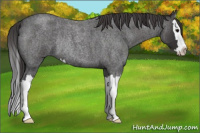 Horse Color:Smoky Blue Roan Splash Rabicano