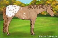 Horse Color:Chestnut Blanket  Brindle