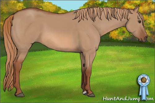Horse Color: Red Dun 