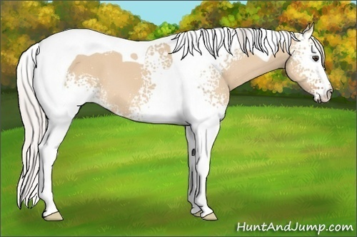 Horse Color: Unknown 