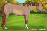 Horse Color:Unknown 