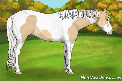 Horse Color: Silver Buckskin Dun Sabino Tobiano 