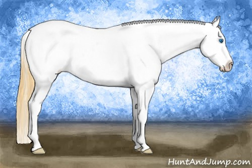 Horse Color: Smoky Grullo Splash Tobiano Blanket 