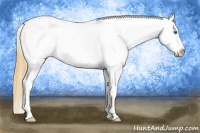 Horse Color:Smoky Grullo Splash Tobiano Appaloosa