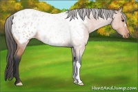Horse Color:Bay Roan Appaloosa 
