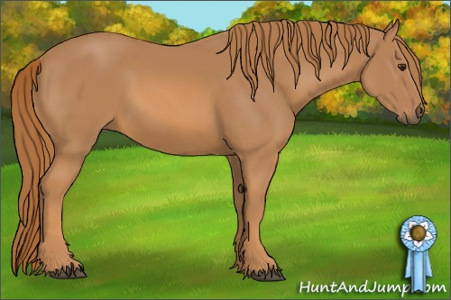 Horse Color: Chestnut 