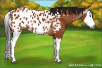Horse Color:Gray Bay Splash Appaloosa 