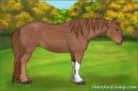 Horse Color:Chestnut  Brindle