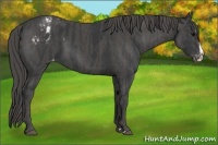Horse Color:Black Splash Appaloosa  Brindle