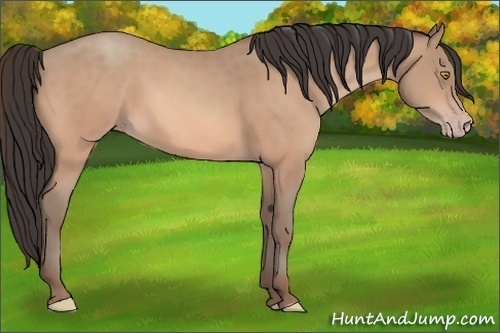 Horse Color: Amber Champagne 