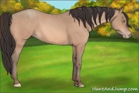 Horse Color:Amber Champagne