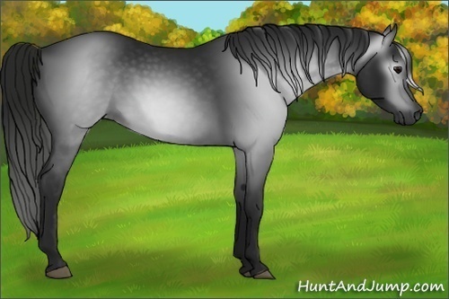Horse Color:Gray Black 