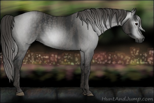 Horse Color:Gray Black  Brindle