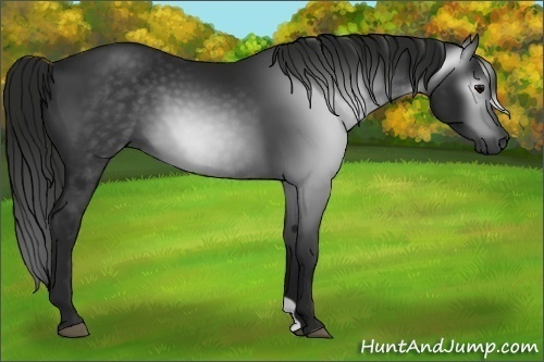 Horse Color:Gray Black 