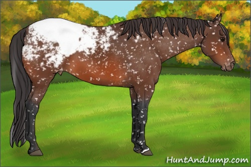 Horse Color: Brown Snowcap 