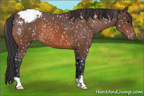Horse Color: Brown Snowcap 