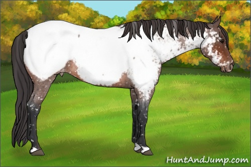 Horse Color: Bay Roan Snowcap 