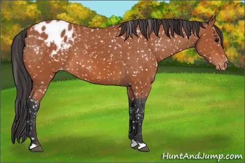 Horse Color: Bay Blanket 