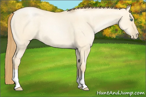 Horse Color: Smoky Grullo Pearl 