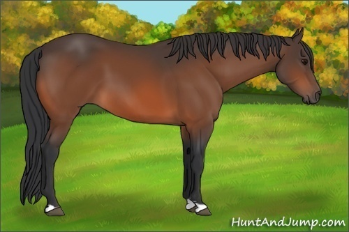 Horse Color: Bay 