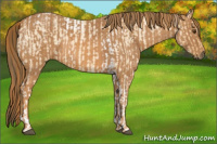 Horse Color:Buckskin Roan Dun Tobiano  Brindle