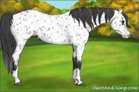 Horse Color:Black Splash Near Leopard 