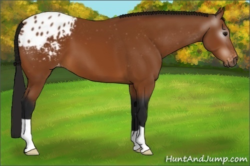 Horse Color:Gray Bay Appaloosa 