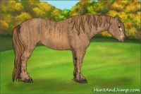 Horse Color:Buckskin Splash  Brindle