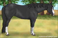 Horse Color:Black Splash