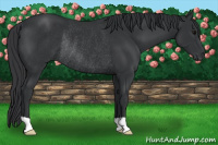 Horse Color:Brown Rabicano 