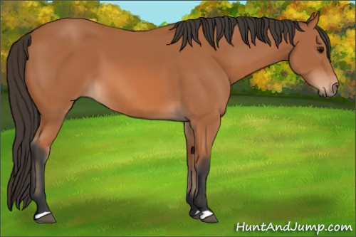 Horse Color: Bay 
