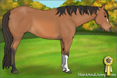 Horse Color: Bay 