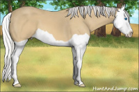 Horse Color:Silver Buckskin Splash