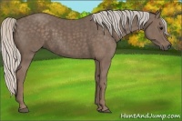Horse Color:Silver Black  Brindle